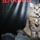 Illustration for article titled Meet Tonic, the tie-wearing star of iPet Sematary/i (who is also a cat)